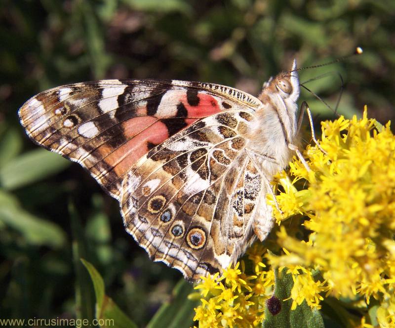Painted Lady Butterfly takes