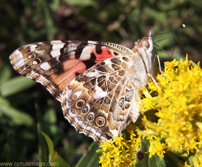 http://www.cirrusimage.com/butterfly/painted_lady_butterfly_me.jpg