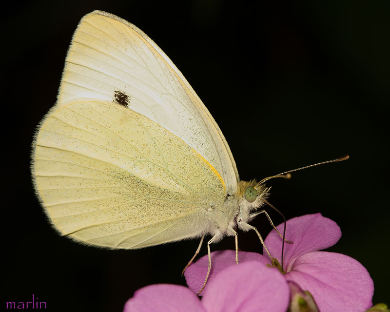 Cabbage White Butterfly