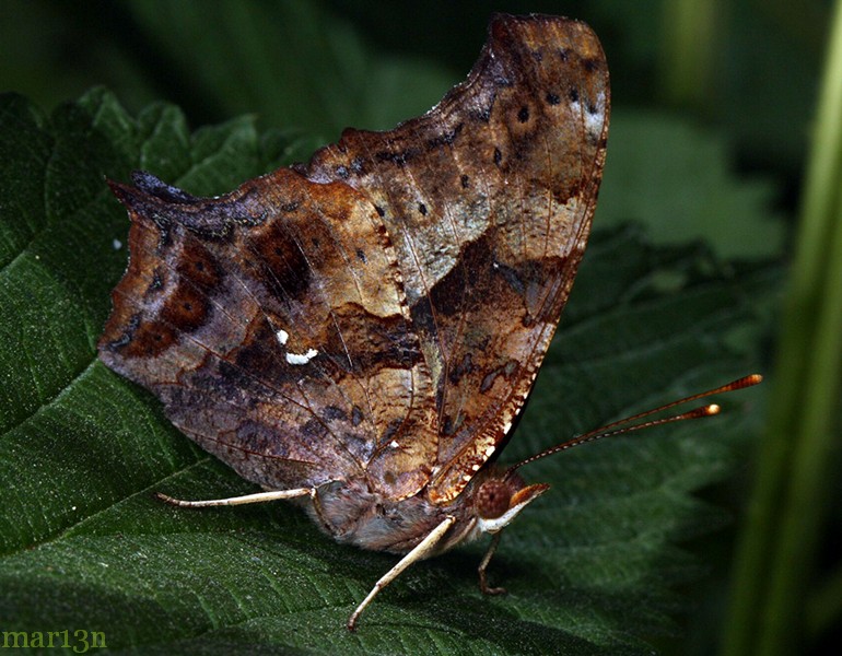 Question Mark Butterfly