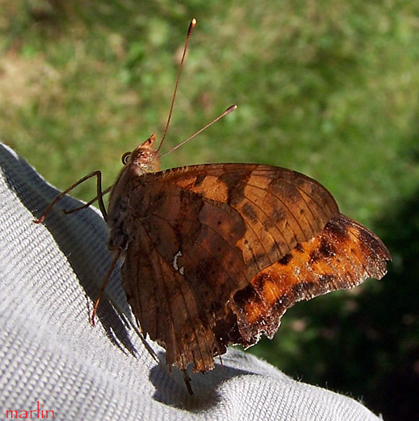 Question Mark (Polygonia interrogationis)