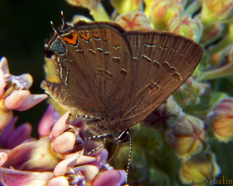 Banded&nbsp;Hairstreak Butterfly - Satyrium&nbsp;calanus