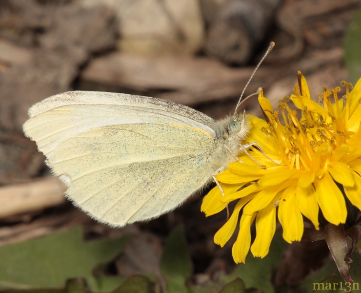 Cabbage White Butterfly