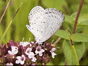 Spring Azure