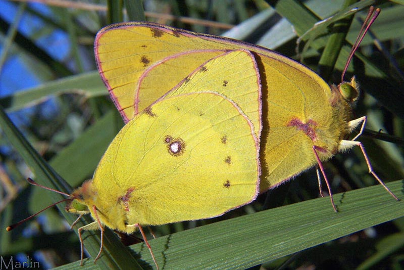 Orange Sulphur Butterfly