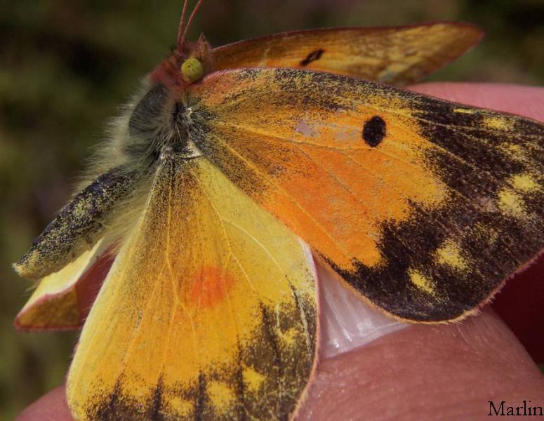 Orange Sulphur Butterfly