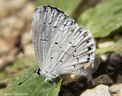 image: Azure Butterfly