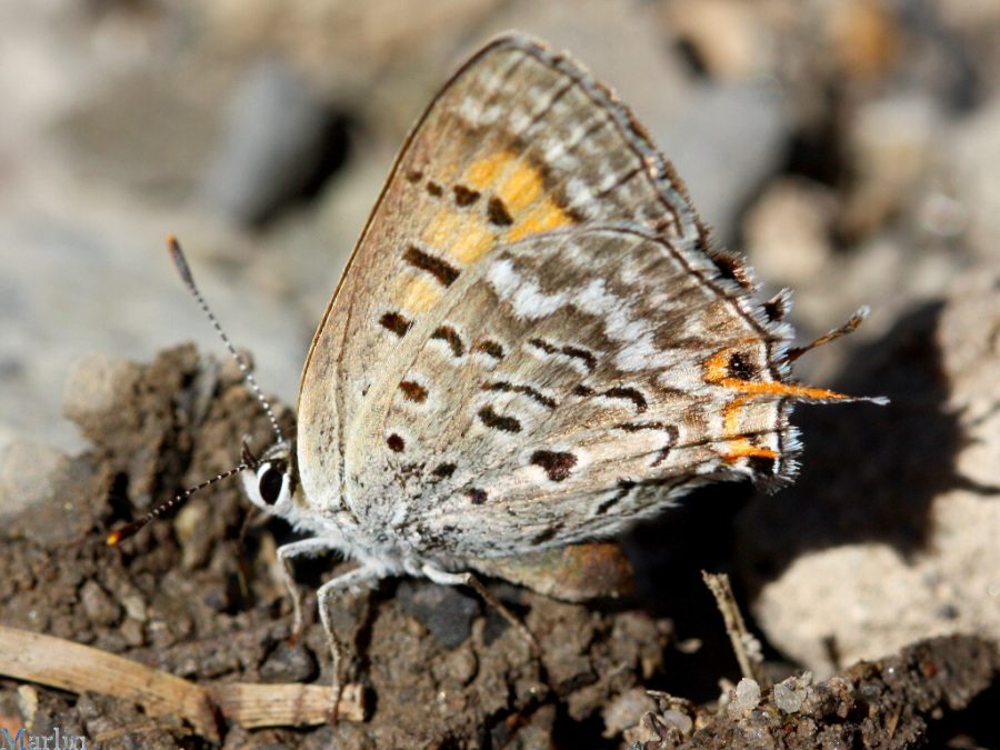 Tailed Copper - Lycaena arota