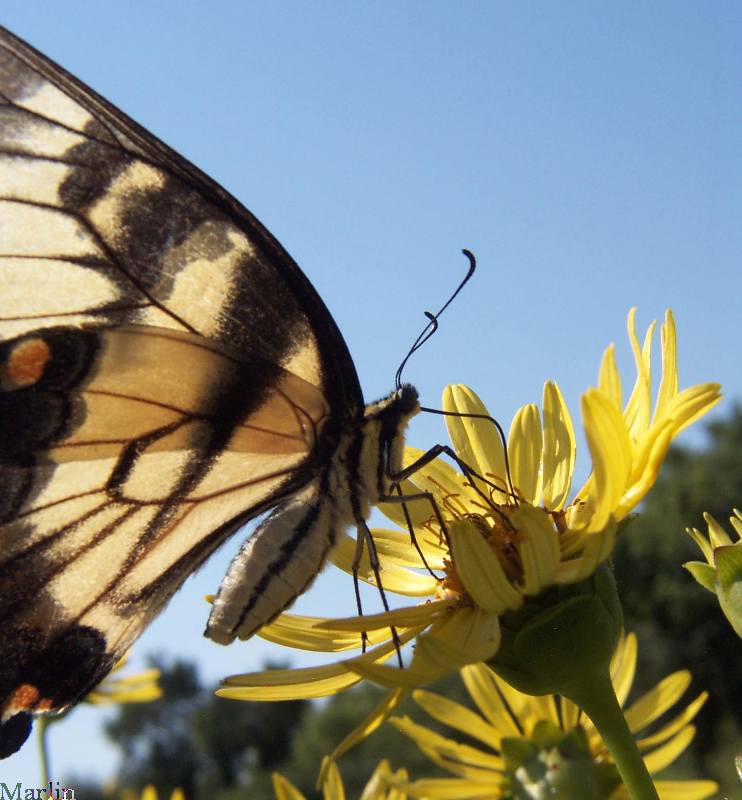 Eastern Tiger Swallowtail