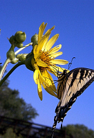 Eastern Tiger Swallowtail