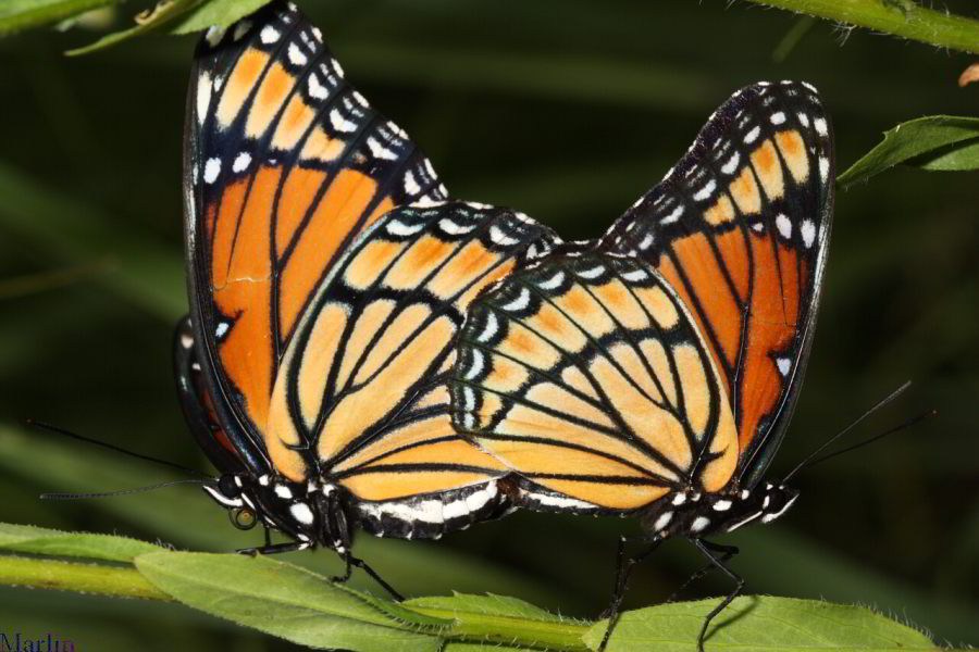 Viceroy Butterflies mating