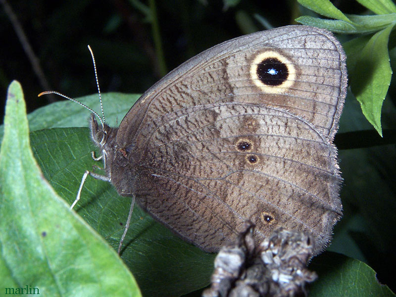 Common Wood Nymph Butterfly - Cercyonis pegala