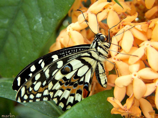 image: Checkered Swallowtail Butterfly