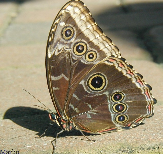 http://www.cirrusimage.com/butterfly_WORLD/common_blue_morpho.jpg