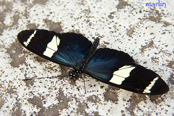 Sara Longwing