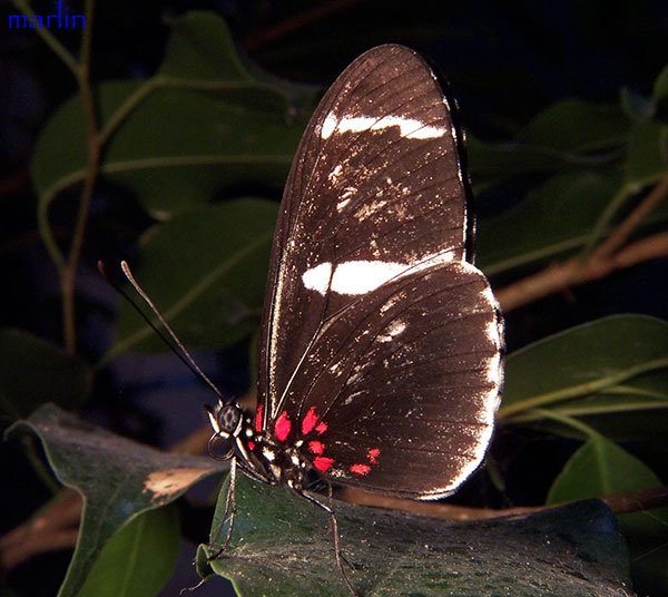 Sara Longwing