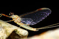 mayfly thumbnail