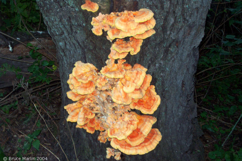 Sulphur Shelf Fungus - Laetiporus sulphureus