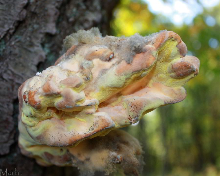 Sulphur Shelf Mushroom - Laetiporus sulphureus
