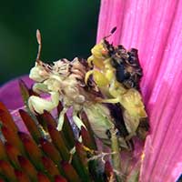 Ambusg bugs mating
