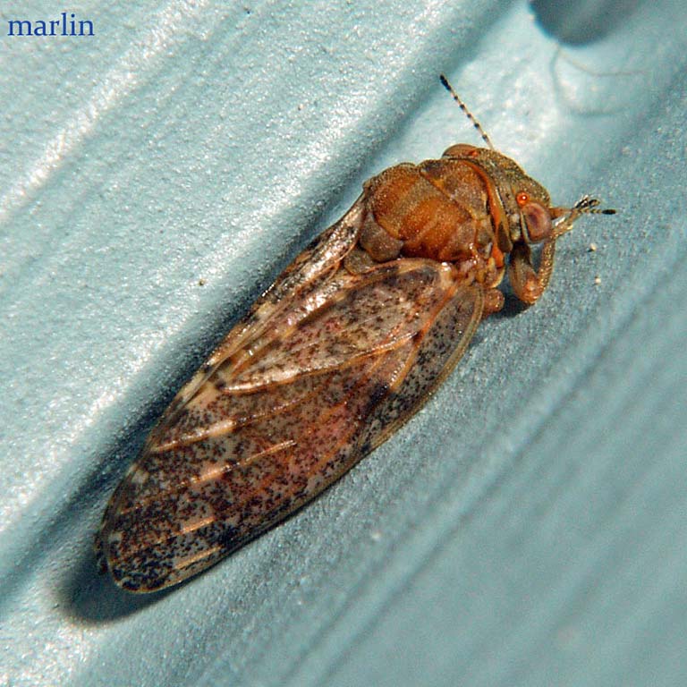 Jumping Plant Lice