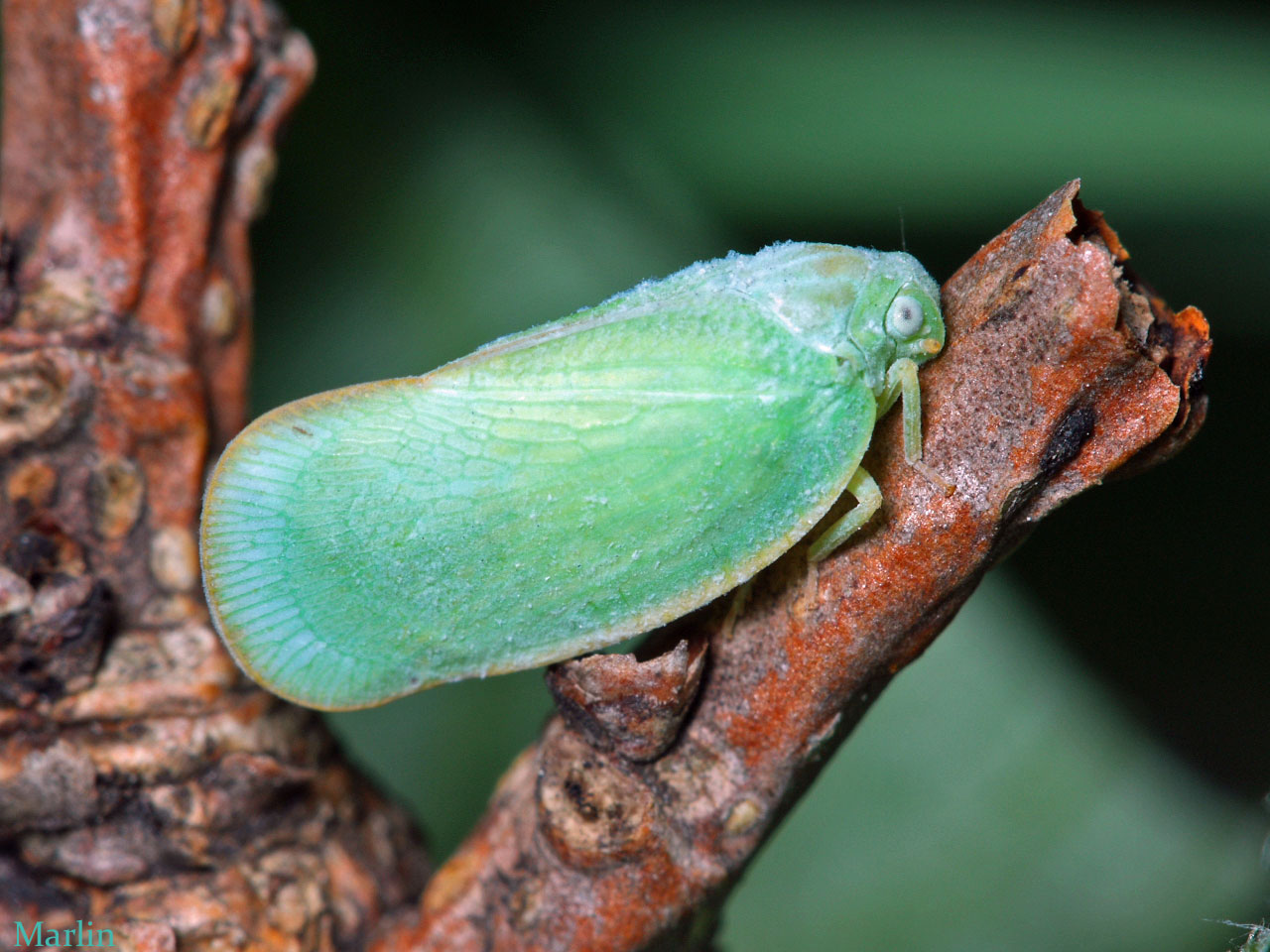 Flatid Planthopper - Ormenoides venusta