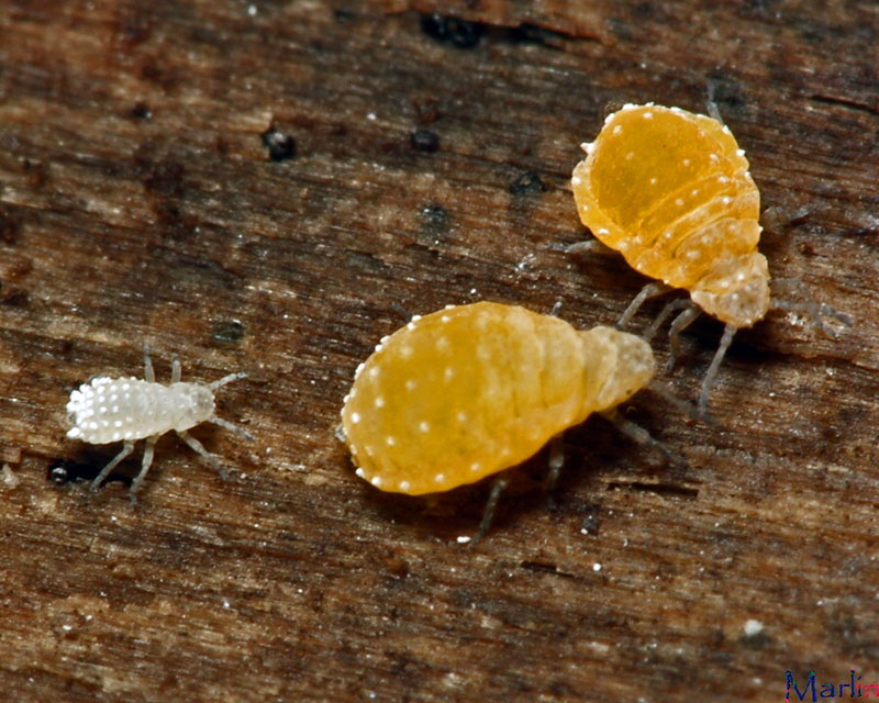 Woolly Aphids