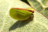Acanaloniid Planthopper