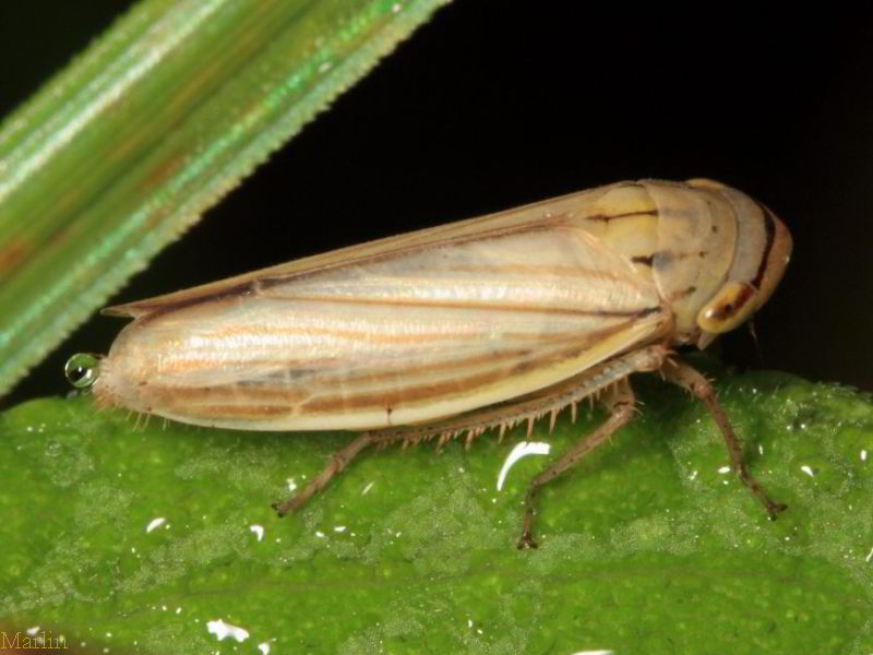 Silver Leafhopper, Athysanus argentarius 