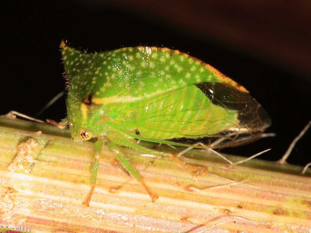 Treehopper - Ceresa taurina