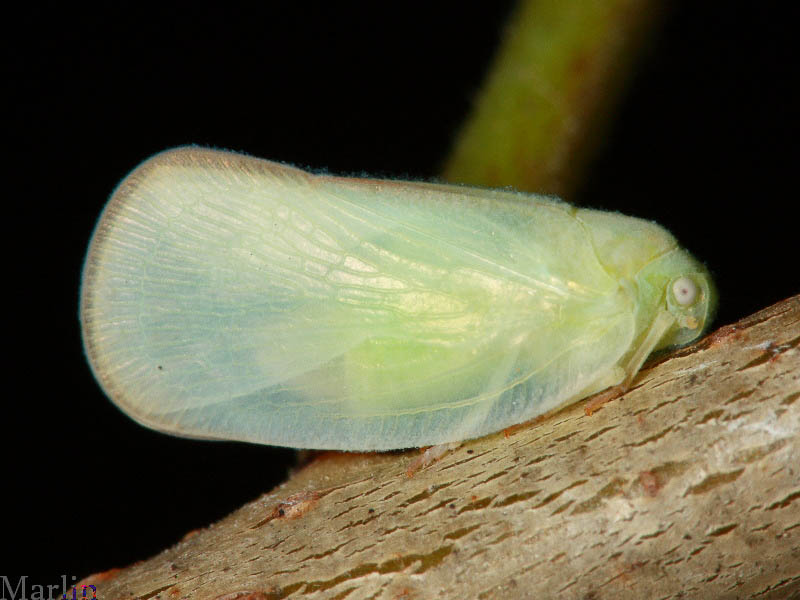 Flatid Planthopper - Ormenoides venusta