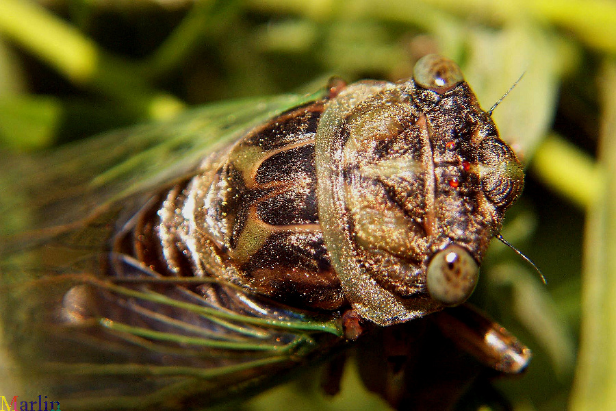 Annual Cicada Tibicen canicularis