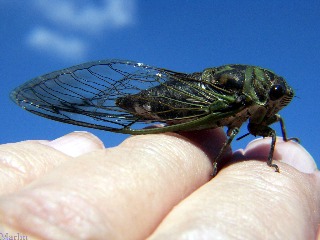 Annual Cicada Tibicen linnei