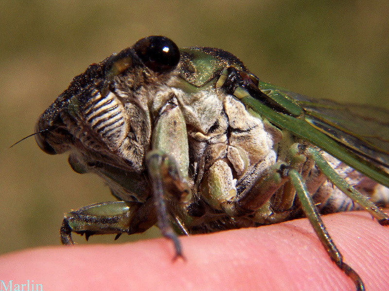 Annual Cicada Tibicen linnei