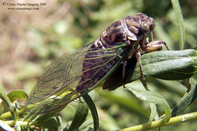 Image: Dog Day Cicada