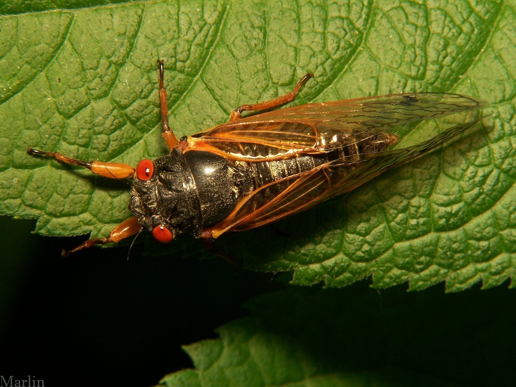 Periodical Cicada