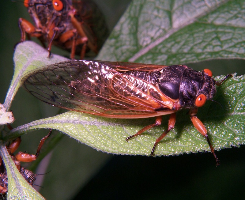 Periodic Cicada - Magicicada sp.