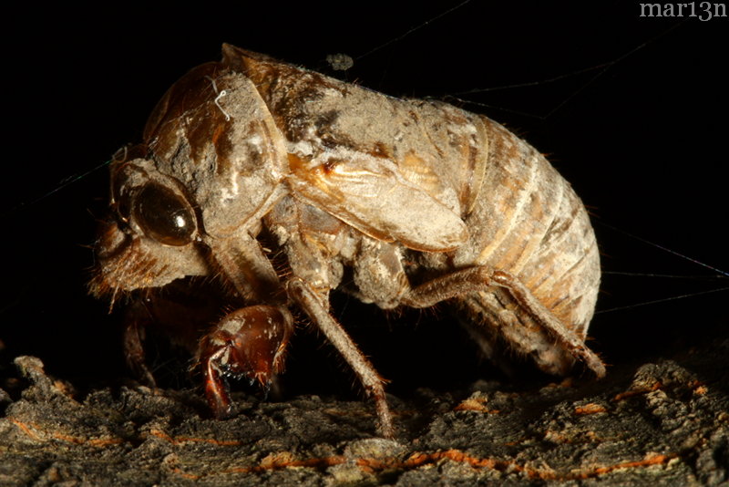 magicicada_exuvia