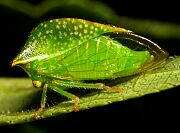 Treehopper - Ceresa taurina