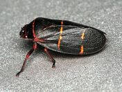 Two-lined Spittlebug
