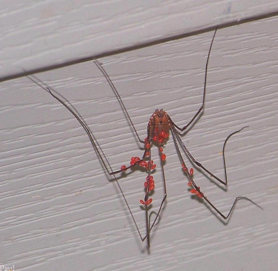 Harvestman with Parasitic Mites