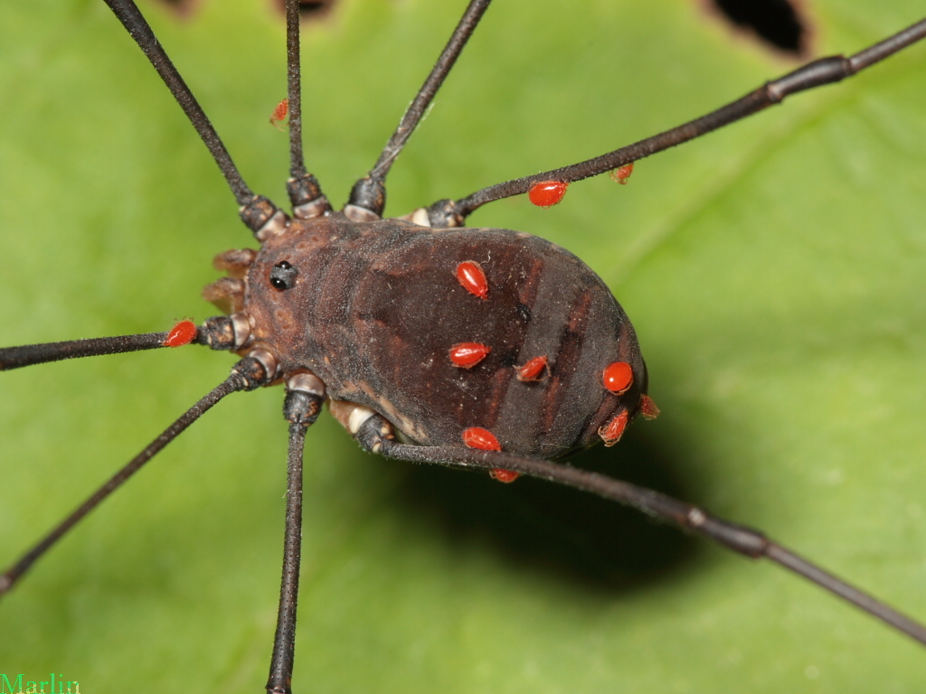 Harvestman with parasitic mites