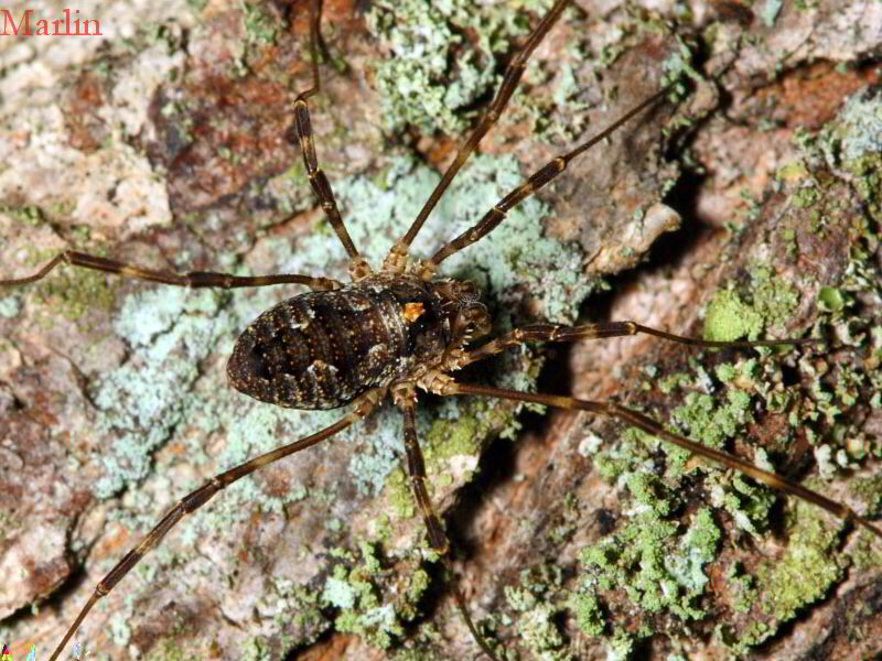 Harvestman - Odiellus pictus