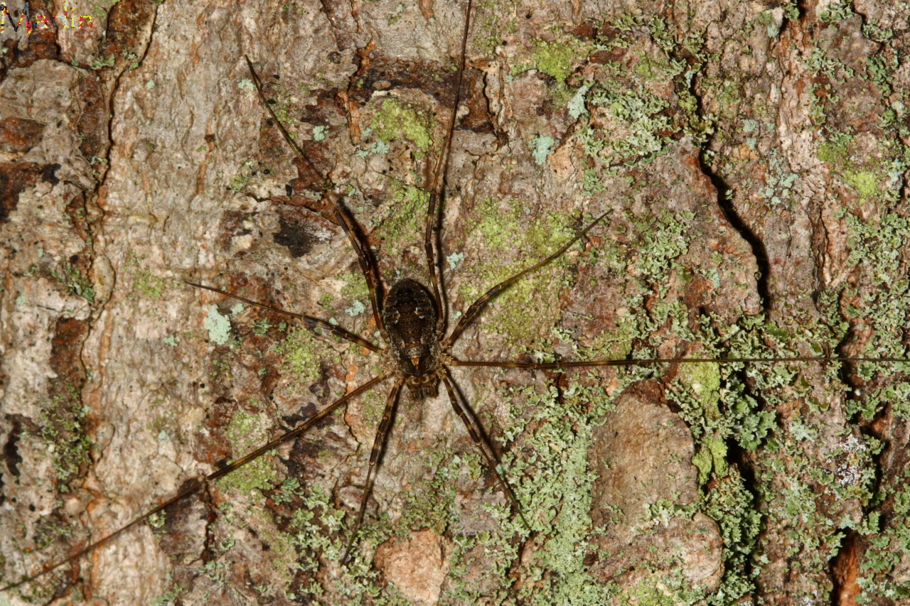 Harvestman - Odiellus pictus