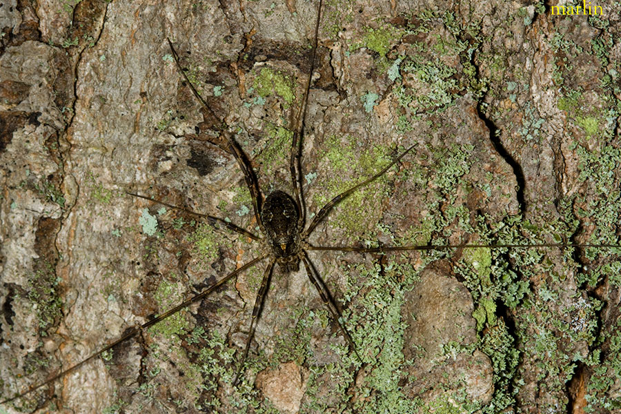 Harvestman - Odiellus pictus