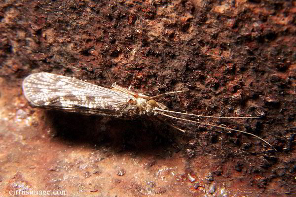 Adult Caddisfly