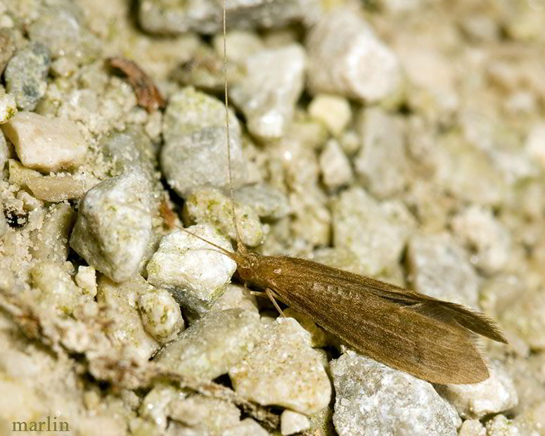 well-camouflaged caddisfly