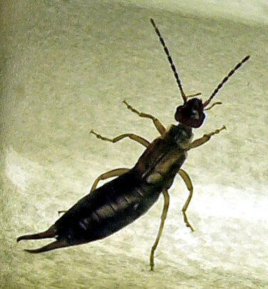 Earwig
