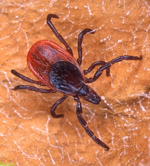 Blacklegged Tick