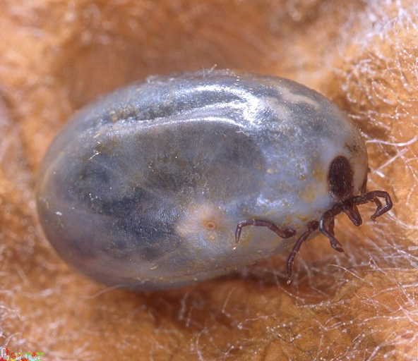 Engorged Female Deer Tick